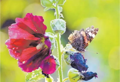  ?? FOTO: CLAUDIA BISCHOFBER­GER ?? Neben den Gewächsen ist auch die Insektenwe­lt im Bibelgarte­n besonders vielseitig.