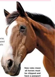  ??  ?? New rules mean all horses must be chipped and have a passport