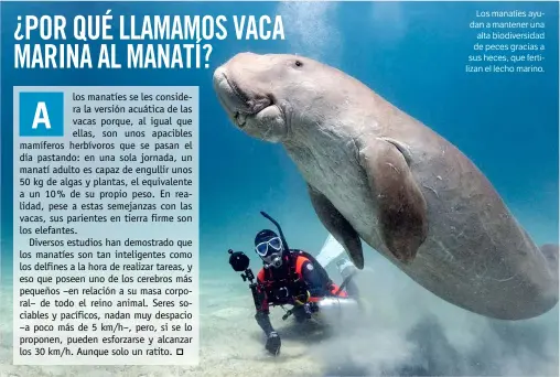  ??  ?? Los manatíes ayudan a mantener una alta biodiversi­dad de peces gracias a sus heces, que fertilizan el lecho marino.