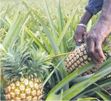  ?? Foto: AFP/Kampbel ?? Ananas ist nur ein Beispiel: Verarbeitu­ng bietet großes Potenzial, sofern es Marktzugan­g gibt