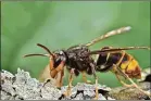  ?? AJC FILE ?? The yellow-legged hornet, an invasive species that is a threat to honeybees, was detected near Savannah in August.