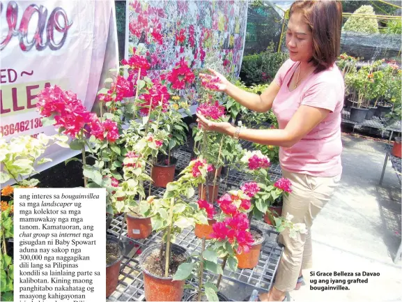  ??  ?? Si Grace Belleza sa Davao ug ang iyang grafted bougainvil­lea.