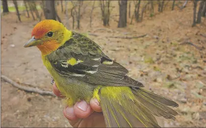  ?? Photo courtesy LANL ?? A western tanager is one of the songbirds seen with much less frequency on the Pajarito Plateau.