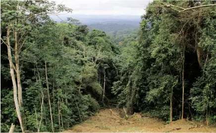  ?? RAFAEL TATI|EDIÇÕES NOVEMBRO| CABINDA ?? Angola realiza pela primeira vez um Inventário Nacional Florestal projecto desenvolvi­do em parceria com uma agência especializ­ada da ONU