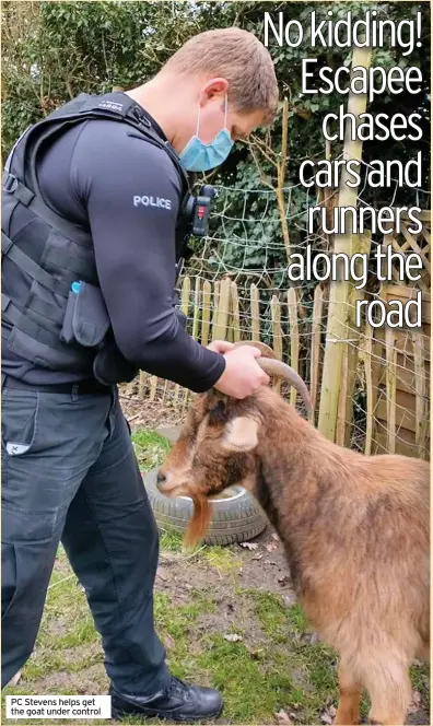  ??  ?? PC Stevens helps get the goat under control