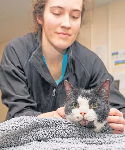  ??  ?? RECOVERING: Figs with her owner, vet Laura Fennimore, who found the pet had been shot through the jaw