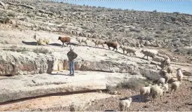  ?? MARK HENLE/THE REPUBLIC ?? Marie Peyketewa watches sheep graze near the proposed site of a Grand Canyon gondola.