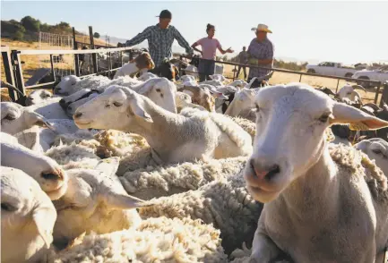  ?? Photos by Brontë Wittpenn / The Chronicle ?? Above: A mixed herd of sheep and goats gathers near a chute toward a trailer at Carquinez Strait Regional Shoreline in Port Costa. Below: Fourthgene­ration rancher Bianca Soares drives into the dangerousl­y dry hills above Fairfax.