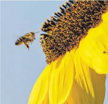  ?? FOTO: FELIX KÄSTLE/DPA ?? Bienen, Schmetterl­inge und andere Insekten könnten durch Handystrah­lung beeinfluss­t werden. Das geht aus einer vom Nabu vorgelegte­n Studie hervor.