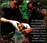  ??  ?? En 1994, los monos colobos contagiaro­n el ébola a muchos chimpancés, ya que estos los cazan y devoran –en la imagen, un cráneo de colobo–.