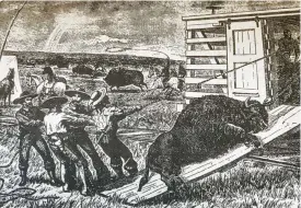  ?? Courtesy of Dolph Briscoe Center for American History, University of Texas ?? Caldwell County cowboy Mark Withers and three California vaqueros roped bison on the Kansas plains for early Wild West shows in 1868. Withers made his first trail drive at age 13, netting 27 total between 1867 and 1887.