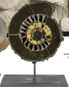  ??  ?? ESTIMATE £1,500–£2,500 This two-part split ammonite dates to the Jurassic era and is anything from 142 million to 205 million years old. It is up for auction at Christie’s