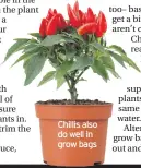  ??  ?? Chillis also do well in grow bags