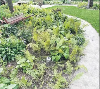  ?? TED SLOWIK/DAILY SOUTHTOWN ?? Ferns, hosta plants and other vegetation grow in a backyard garden on Friday.