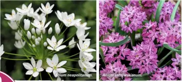  ??  ?? Allium neapolitan­um. Allium ostrowskia­num.