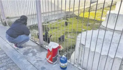  ?? ALBERTO MANZANO ?? Calle Holguín Rosi atiende a los gatos de la colonia que cuida desde hace tiempo. ▷