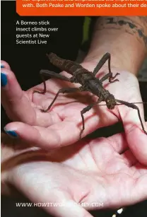  ??  ?? A Borneo stick insect climbs over guests at New Scientist Live