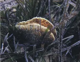  ??  ?? A dead pen shell stands open in a seagrass meadow in the Aegean Sea’s Saronic Gulf