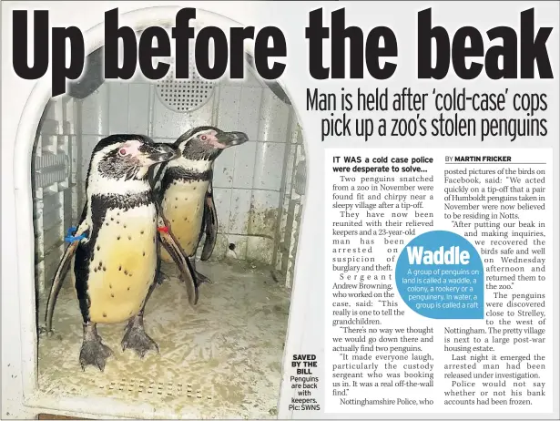  ??  ?? SAVED BY THE BILL Penguins are back with keepers. Pic: SWNS