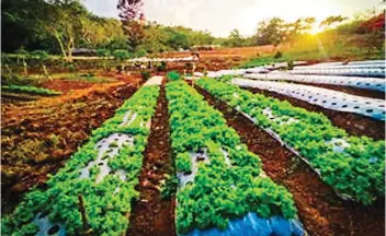  ??  ?? Organic lettuce fetches R200 per kilo.