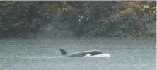  ?? CHAD HIPOLITO/THE CANADIAN PRESS ?? An orca calf swims in a lagoon near Zeballos, off Victoria Island, on Tuesday. The two-year-old has been stranded since March 23 when its pregnant mom was trapped by a low tide and died.