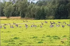  ??  ?? GIS TILLATELSE­R: Søknader om fellingsti­llatelser av grågåsa innvilges ofte.