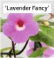  ??  ?? ‘Lavender Fancy’