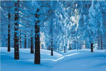  ?? FOTO: IMAGO ?? Wie viele Vorschrift­en darf das Land Waldbauern machen? Und wie hoch muss der finanziell­e Ausgleich für den freien Zugang zum Forst sein? Um diese Fragen geht es im Streit zwischen Waldbesitz­ern und Regierung.