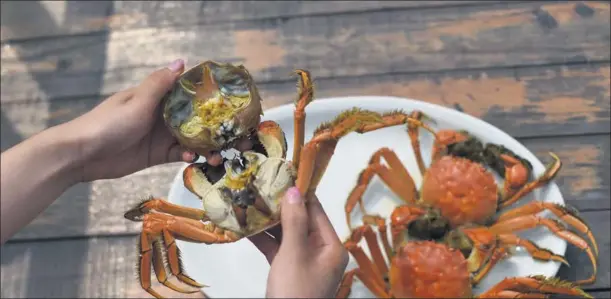  ?? PROVIDED TO CHINA DAILY ?? Hairy crabs raised on Yangcheng Lake in Suzhou, East China’s Jiangsu province, have been one of the country’s best bites of autumn and are popular across Southeast Asia as well.