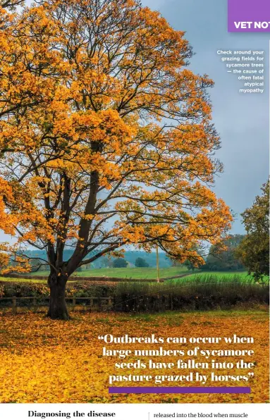  ??  ?? Check around your grazing fields for sycamore trees — the cause of often fatal atypical myopathy