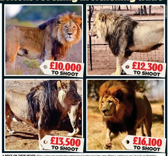  ??  ?? A PRICE ON THEIR HEADS: When undercover investigat­ors asked about hunting lions they were offered a ‘catalogue’ and price list via WhatsApp