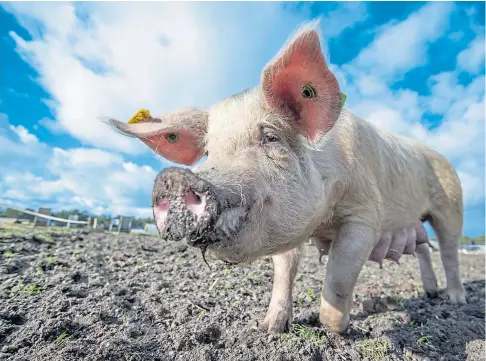  ?? ?? CLOSE CALL: The National Pig Associatio­n recently warned the British pig sector was perilously close to collapse.