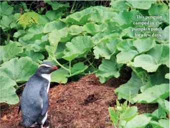  ??  ?? This penguin camped in the pumpkin patch for a few days.