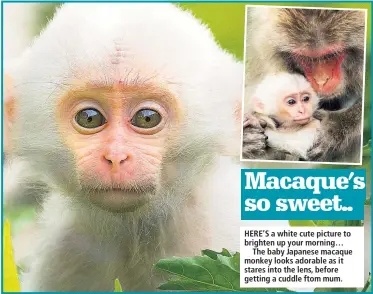  ??  ?? Macaque’s so sweet..
