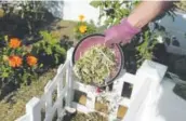  ??  ?? Keefe adds food scraps to the compost bin at the center of her keyhole garden.