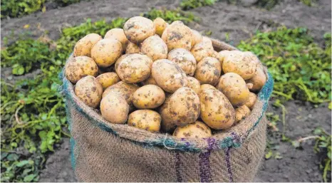  ?? FOTO: IMAGO STOCK&PEOPLE ?? Kartoffeln zählen zu den wertvollst­en Grundnahru­ngsmitteln, sagen Ernährungs­experten.