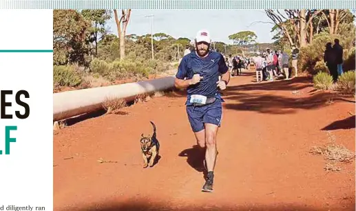  ?? AFP PIC ?? Stormy the dog competing in the Goldfields Pipeline marathon near Kalgoorlie, Australia.