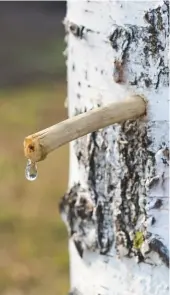  ??  ?? Catch the drop: birch sap can be drunk neat from the tree or as beer, tea or cordial