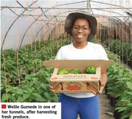  ??  ?? Welile Gumede in one of her tunnels, after harvesting fresh produce.