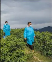  ??  ?? Health care workers carry vaccines and look for Kashmiri shepherds to vaccinate them June 21 during a covid-19 vaccinatio­n drive in Tosamaidan, southwest of Srinagar.