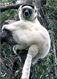  ??  ?? Sifaka lemurs are known as “dancing lemurs” because they appear to be prancing when they move across the ground. Many species of lemur call Madagascar home.