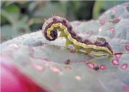  ??  ?? Plagas. La presión de insectos viene en aumento, factor que sube los costos.