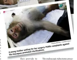  ?? DOUG MEIGS / CHINA DAILY ?? against complaints Public her waiting for A young sterilizat­ions.
mother the macaques promoted