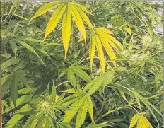  ?? CONTRIBUTE­D ?? A grower that’s been using Kryptonite for his marijuana plants says he found it “way, way better than what he’d tried with his own mix and fertilizer.”