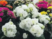  ??  ?? This tray of Kalanchoe house plants includes an unusual and exuberant double-flowered white variety.