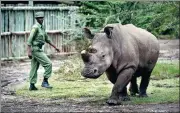  ?? BEN CURTIS / THE ASSOCIATED PRESS ?? Keeper Mohamed Doyo walks with female northern white rhino Fatu at the Ol Pejeta Conservanc­y in Kenya in 2014. Now scientists are closer to preventing the extinction of such rare rhinos by creating embryos.