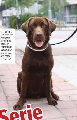  ??  ?? SITTER FINT. Labradoren Winston sitter fint utanför Hundinspir­ation, kanske i hopp om att få en godis?