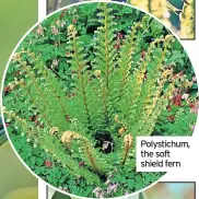  ?? ?? Polypody fern
Polystichu­m, the soft shield fern