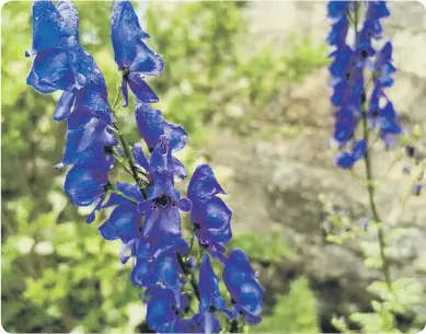  ?? ?? Aconitum – monkshood.