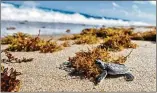  ?? CONTRIBUTE­D BY JEFFREY LANGLOIS ?? Leatherbac­k turtles will start hatching any day; loggerhead­s by mid-month, according to Loggerhead Marinelife Center.
